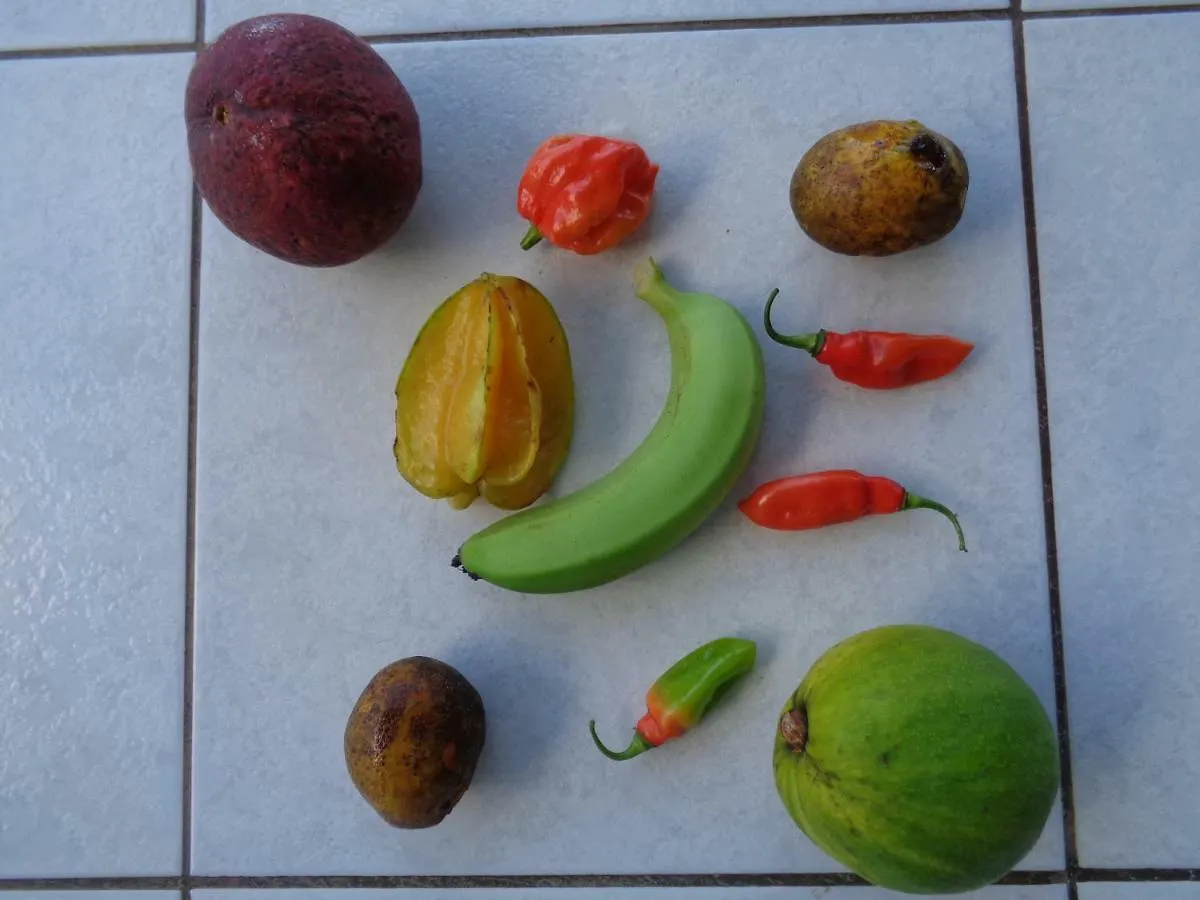 Jardin Bananier Lägenhet Deshaies